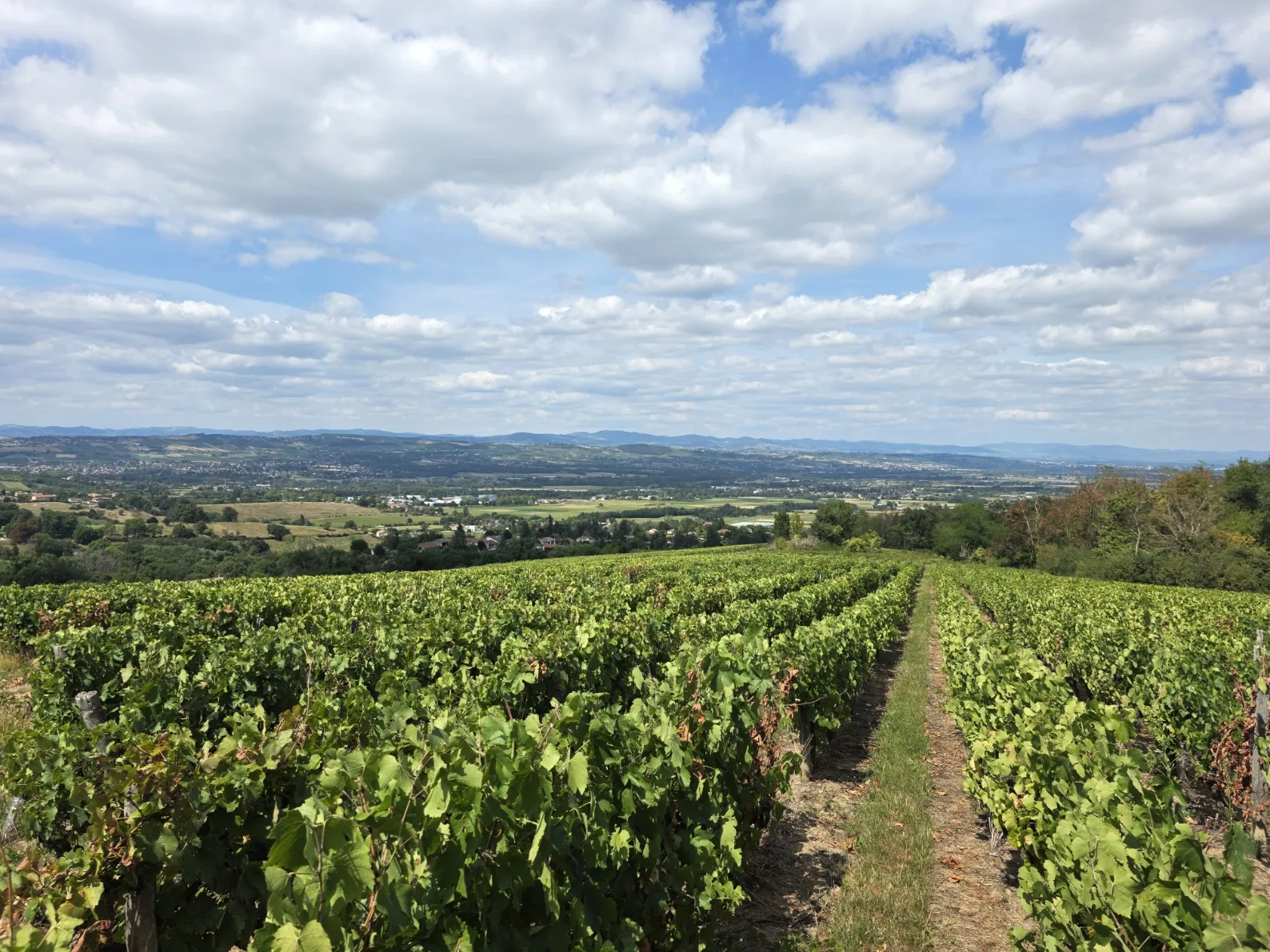 Beaujolais